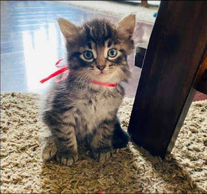 Meet your Posher, Ava